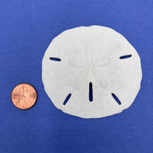 Load image into Gallery viewer, Sand Dollar Charm, Large