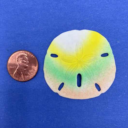 Sand Dollar Charm, Small