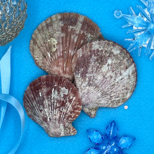 Queen Scallop Shells