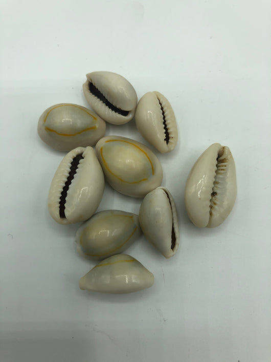 Shell--Cowrie