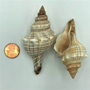 Conch Shell