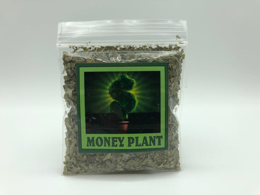 Money Plant