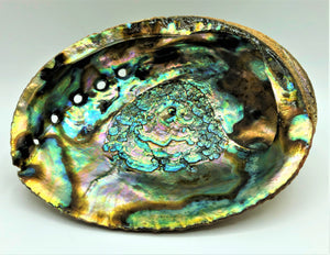 Shell--Abalone Smudge