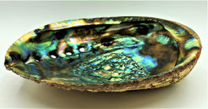 Shell--Abalone Smudge