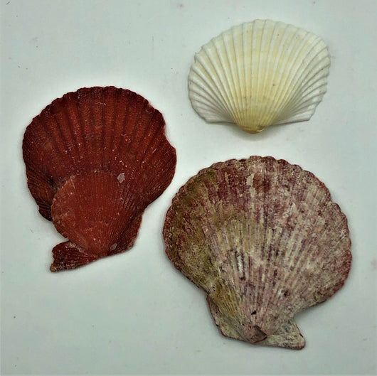 Shell--Queen Scallop