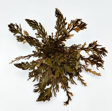 Load image into Gallery viewer, Rose of Jericho
