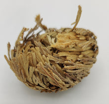 Load image into Gallery viewer, Rose of Jericho
