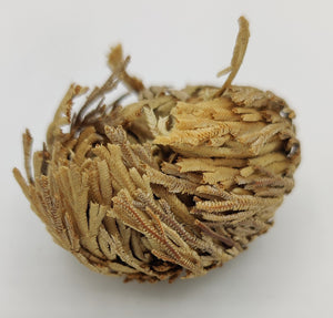 Rose of Jericho